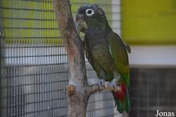 Vogelpark Ambigua