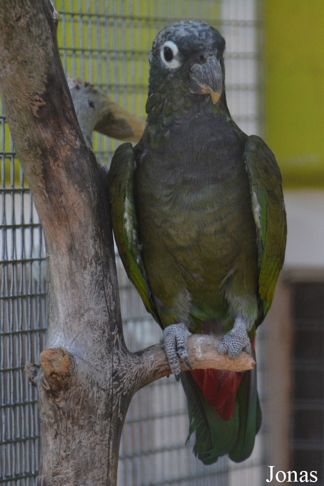Vogelpark Ambigua