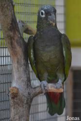 Vogelpark Ambigua