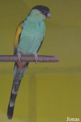 Vogelpark Ambigua