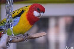 Vogelpark Ambigua