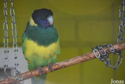 Vogelpark Ambigua