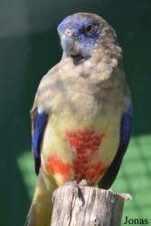 Northiella haematogaster