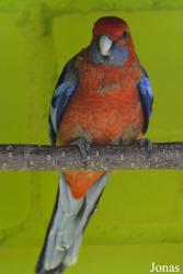 Vogelpark Ambigua