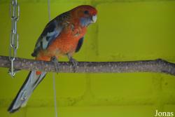 Vogelpark Ambigua