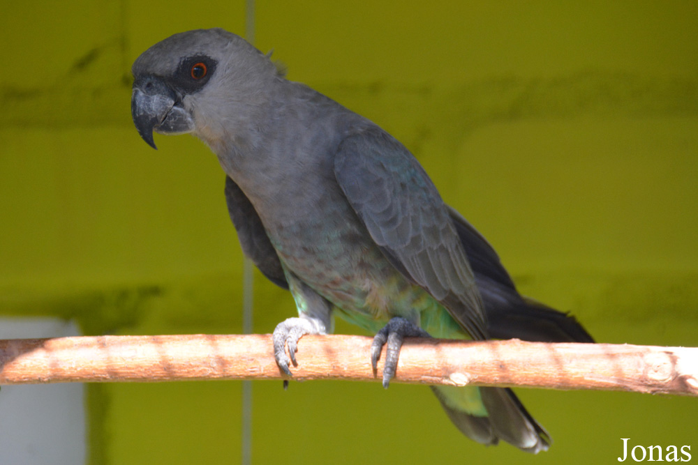 Vogelpark Ambigua