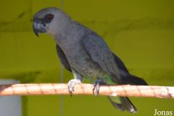 Vogelpark Ambigua