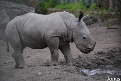 Dublin Zoo