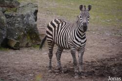Belfast Zoological Gardens