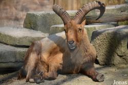 Ménagerie, le Zoo du Jardin des Plantes