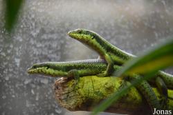 Ménagerie, le Zoo du Jardin des Plantes