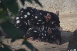 Ménagerie, le Zoo du Jardin des Plantes
