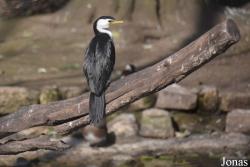 Ménagerie, le Zoo du Jardin des Plantes