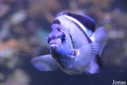 Apolemichthys griffisi