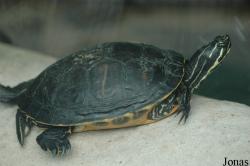Trachemys scripta