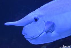 Aquarium Tropical du Palais de la Porte Dorée