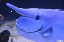 Aquarium Tropical du Palais de la Porte Dorée