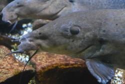 Aquarium Tropical du Palais de la Porte Dorée