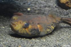 Pao palembangensis