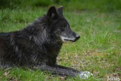 Parc Animalier de Sainte-Croix