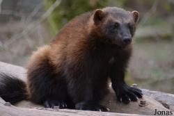 Parc Animalier de Sainte-Croix