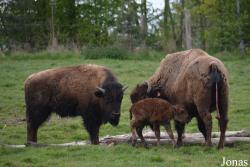 Parc Animalier de Sainte-Croix