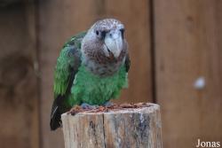 Poicephalus fuscicollis