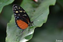 Au Paradis du Papillon
