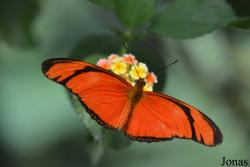 Au Paradis du Papillon