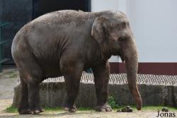 Kaliningrad Zoo