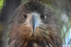 Kaliningrad Zoo