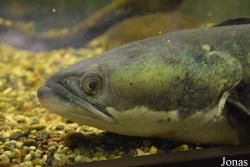 Kaliningrad Zoo