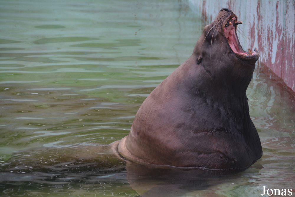 Kaliningrad Zoo