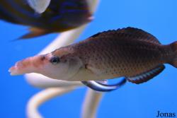 Gomphosus varius