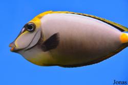Naso elegans