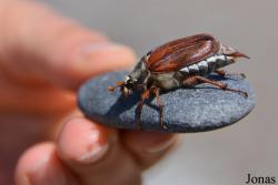 Amphimallon sp.