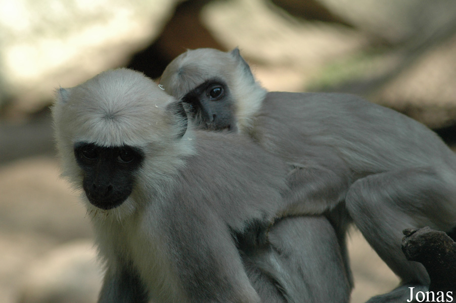 Serengeti Safaripark Hodenhagen