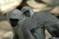 Serengeti Safaripark Hodenhagen