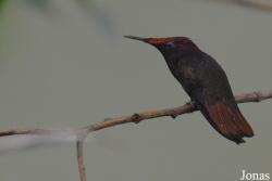 Chrysolampis mosquitus