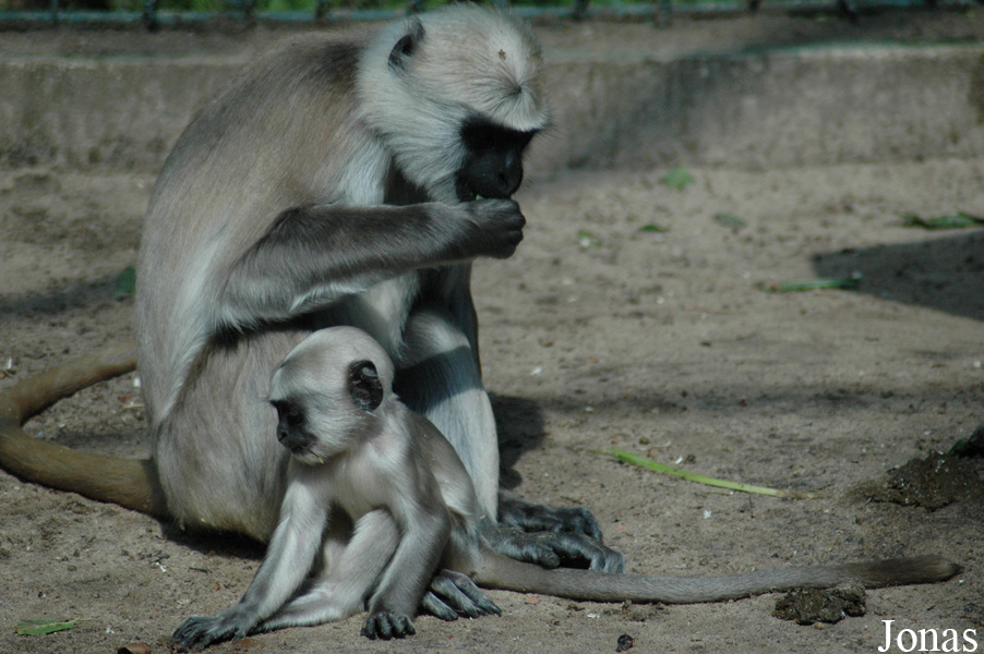 Serengeti Safaripark Hodenhagen