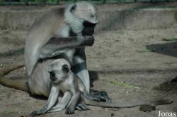 Serengeti Safaripark Hodenhagen