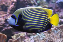 Pomacanthus imperator