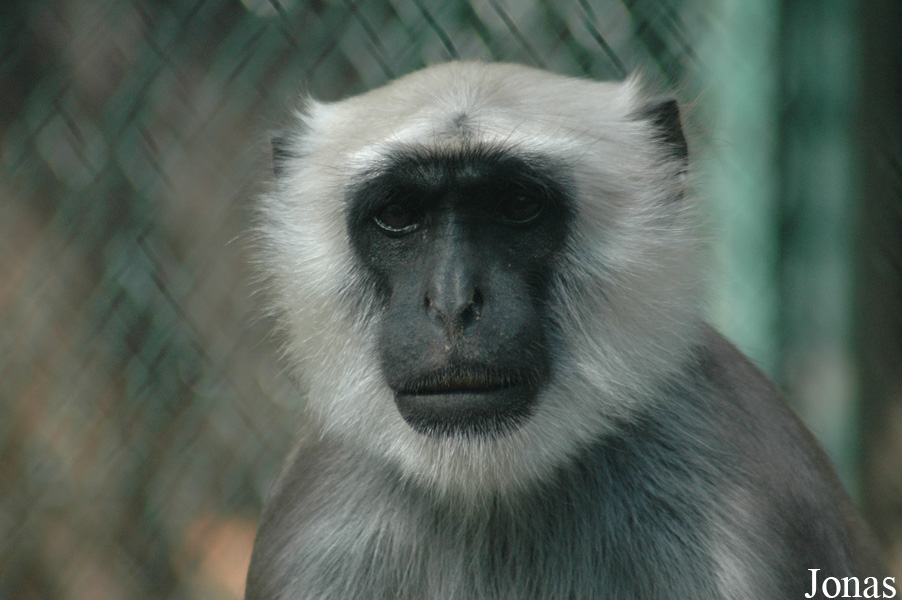 Serengeti Safaripark Hodenhagen