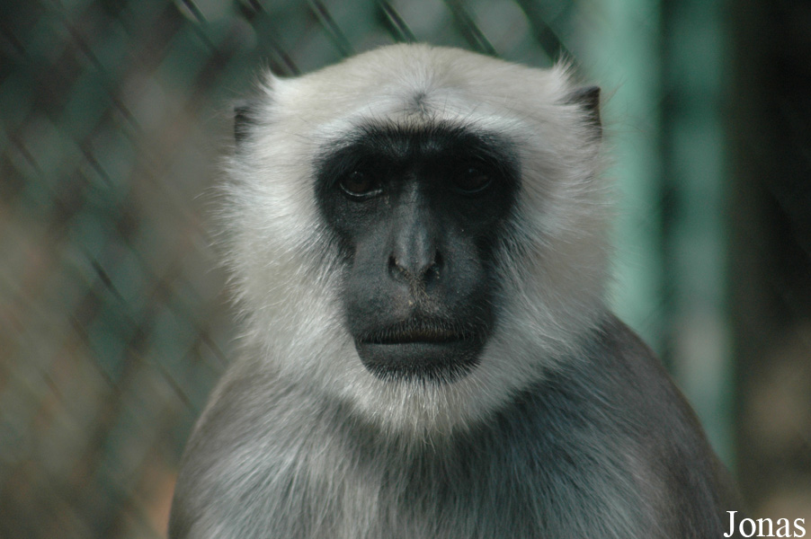 Serengeti Safaripark Hodenhagen