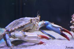 Callinectes sapidus