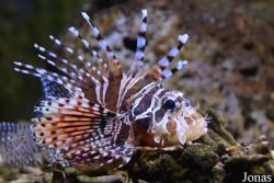 Dendrochirus zebra