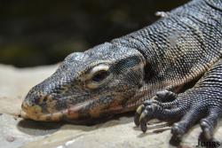 Varanus salvator ziegleri