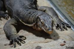 Tierpark + Fossilium Bochum