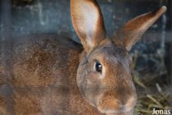 Lapin Brun marron de Lorraine