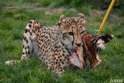 Fota Wildlife Park